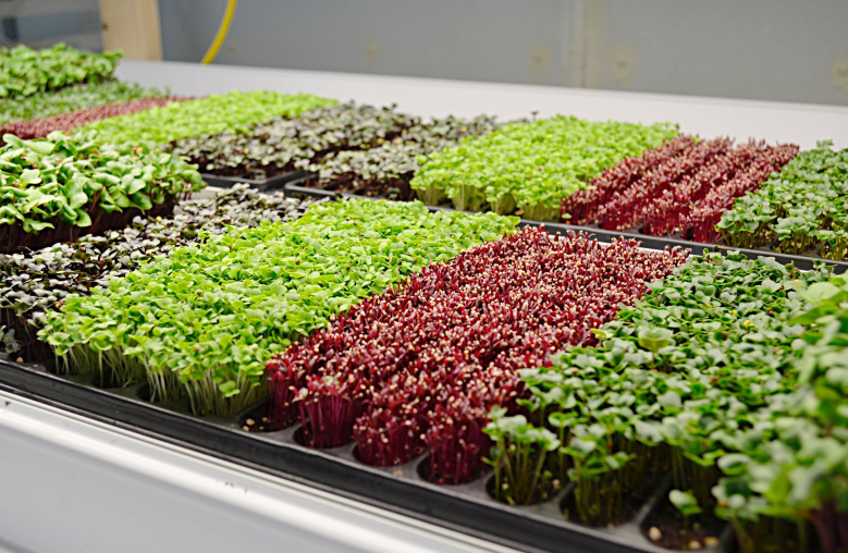 Close-up of healthy seedlings and seed packaging